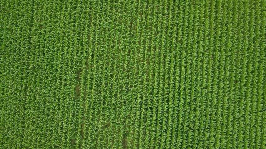 Aerial view drone camera swirl over green corn field. Agriculture food production, plantation from up above, top view crop lines texture, farmland zooming out Royalty-Free Stock Footage #1035596567
