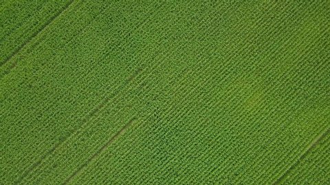 Aerial view drone camera swirl over green corn field. Agriculture food production, plantation from up above, top view crop lines texture, farmland zooming out