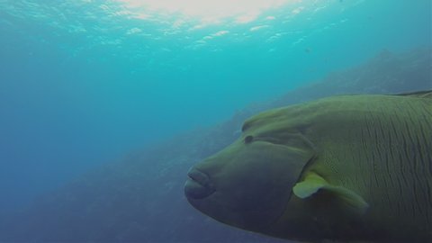 Humphead Wrasse. Napoleonfish Or Napoleon Wrasse Swimming Under Dive Boat Silhouette On Reef In Blue Ocean Sea Water.This Big Fish Is Also Named Giant Humphead Wrasse, Humphead Maori Wrasse