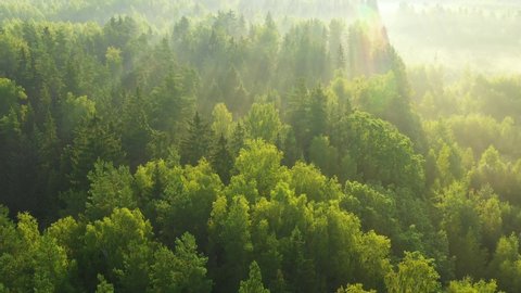 Green forest with sunlight. View from above.