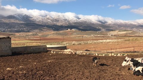 Panning shot of a dog and some cows in a farm with the background of snow capped mountains in west Beqaa valley, the most important agricultural region of Lebanon