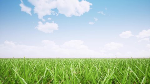 Field panoramic view realistic footage. Swaying wheat stems in wind and blue sky with clouds 360 rotating animation. Meadow grass realistic motion. Beautiful nature scenery, landscape 4k video