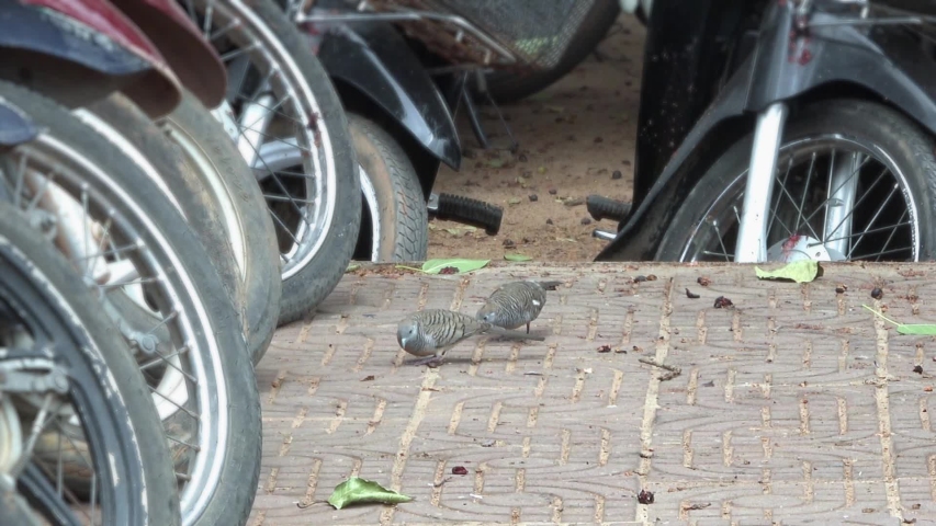 Small Zebra Doves Searching for Food on the Ground