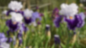 Rack focus on beautiful purple and white irises that moving on the wind in a garden. 4K UHD Video