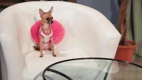 Chihuahua in a white-pink dress, a pink tulle skirt sits in a white chair in the room and she is brought a bone on the plates