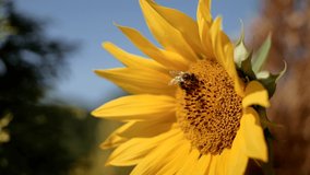 Bee on sunflower. 4K resolution macro shot. 