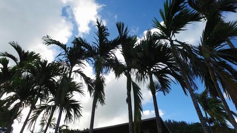 Panning left across Palm trees in Hawaii, North shore of Oahu. Heavy clouds with blue skies