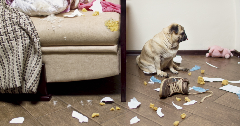 Pug dog made a home mess, left alone, nibbled the sofa. Without the owner. Guilty funny face. Bad Dog Behavior. Damage, spoiled furniture. Scattered things around the apartment. Gnawed, chewed stuff Royalty-Free Stock Footage #1035617579