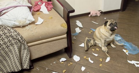 Pug dog made a home mess, left alone, nibbled the sofa. Without the owner. Guilty funny face. Bad Dog Behavior. Damage, spoiled furniture. Scattered things around the apartment. Gnawed, chewed stuff