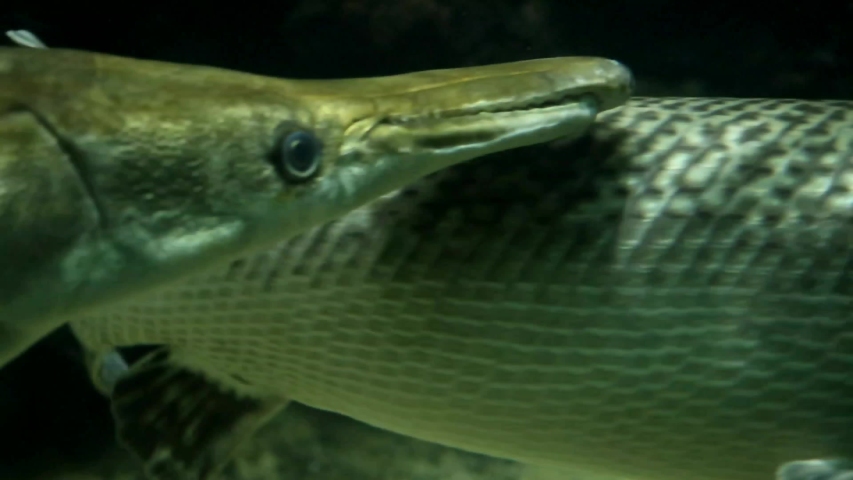 alligator-gar-swimming-atractosteus-spatula-image-free-stock-photo