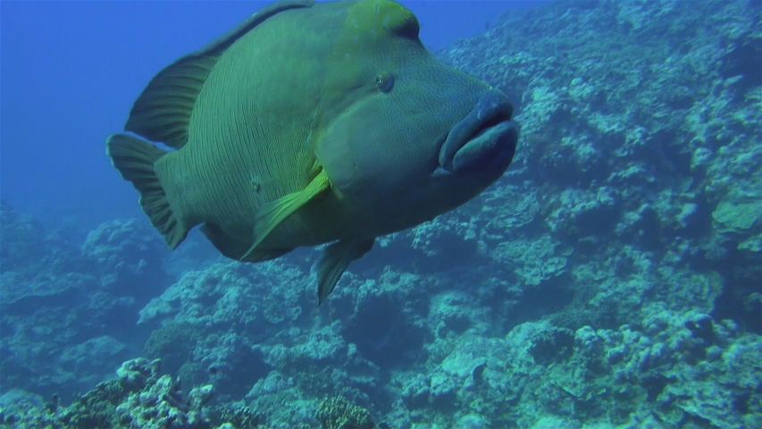 Humphead Wrasse Stock Video Footage 4K and HD Video Clips Shutterstock