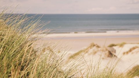 Danish atlantic coastline. View out of the dunes on the beach. Dune grass in the foreground, north sea in the background. Depth of field. Sunny summer day.