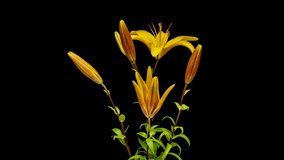 Time lapse video opening of a yellow lily flower isolated on black background.