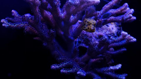 Close-up video of a Yellow Boxfish (Ostracion cubicus) Cute coral fish