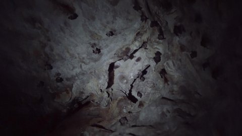 Bats hanging at wall in a dark cave of Thailand
