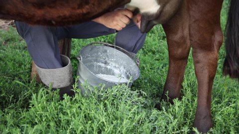 farmer milks the cow by hand. milk flows into the bucket. Milking in the yard. Hard work