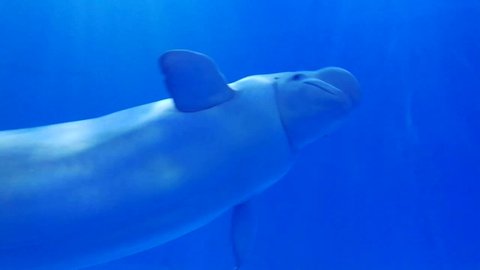 On February 5, 2019, I filmed this 51 seconds video of the beluga whale in Guiyang Aquarium which located in the southeast suburb of Guiyang City.