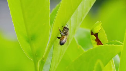 4K Super slow motion shot of a bee flying away from a leaf, shot on RED EPIC