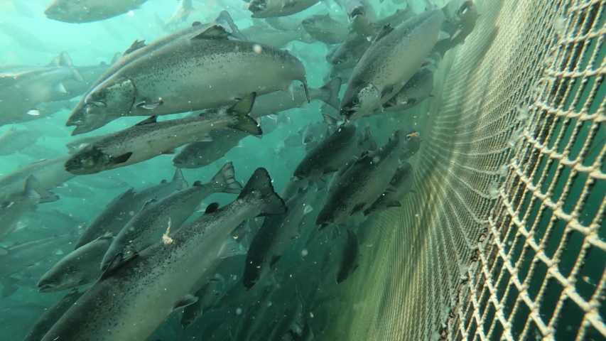 Salmon fish farm underwater Norway | Shutterstock HD Video #1035640568