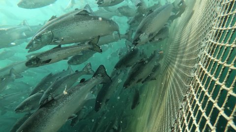 Salmon fish farm underwater Norway