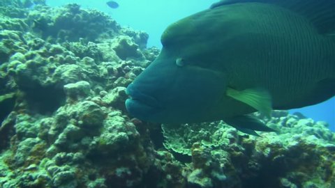 Napoleonfish. Humphead Wrasse Or Napoleon Wrasse Swimming Very Close Up On Coral Reef In Blue Ocean Sea Water. This Big Fish Is Also Named Giant Humphead Wrasse & Giant Maori Wrasse