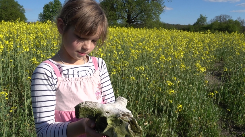 A little beautiful girl in a pink dress holds in her hands the skull of a ram against the background of a yellow rapeseed field.