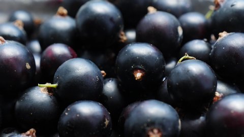Close up of black fresh currant berries. Healthy eating, season harvest. Food background.