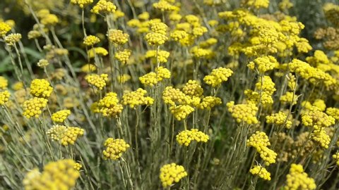 Yellow flowers of curry plant on field. Immortelle plantation. Healthy herb Italian strawflower growing at summer in rural countryside. Helichrysum italicum. Harvesting season. Close up. 