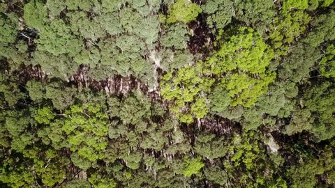 Vertical drone shot then lowering over tree canopies in the Wombat State Forest near Trentham, Victoria, Australia.