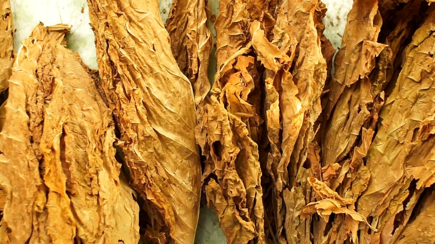 dry tobacco leaves close-up of Virginia tobacco