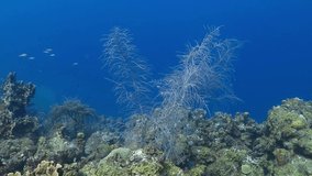 Vivid tropical seascape with corals and marine wildlife. Healthy coral reef and fish in blue ocean. Aquatic life, underwater video from scuba diving on shallow reef.
