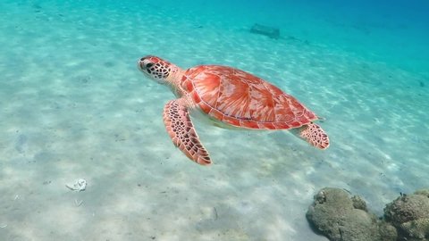 Underwater video from snorkeling with marine turtles. Tropical ocean, white sand with corals and swimming green sea turtle (Chelonia mydas). Aquatic animal footage. Scuba diving with ocean wildlife.