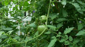 a 4k slider video of green tomato vines,  leaves, and tomatoes, in front of a white picket fence, 
