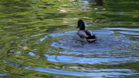 The movement of a duck swimming on a lake in the central park of Milan in Italy. Wild ducks have fun swimming in the lake waters on a sunny summer day. Reflection in water. City park with birds
