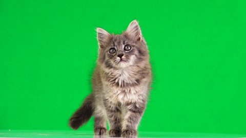 Tete Du Chaton Principal Sur Fond Video De Stock 100 Libre De Droit 2053 Shutterstock