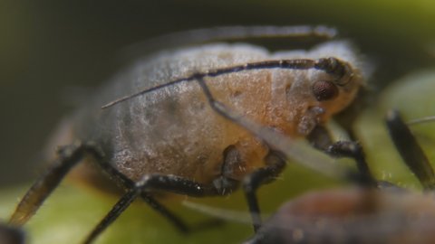 Black bean aphid (Aphis fabae) is a member of the order Hemiptera.  Aphid under a microscope, are dangerous pests. Extreme sharp and detailed video of black aphids on leaf