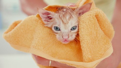Cute ginger kitten bath time - woman hand gently rub and dry wet soggy cat wrapped in orange towel. Pets and lifestyle concept - close up, slow motion