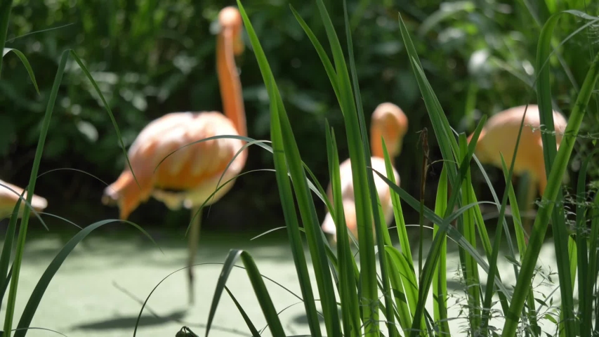 beautiful silhouette of flamingoes looking for food in pond