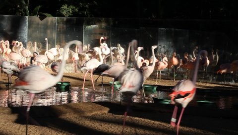 Foz do Iguaçu , Paraná / Brazil - 08/04/2019: Flamingos in Birds Park