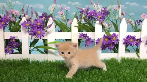 4K HD video 1 buff orange kitten in studio garden with green grass picket fence purple flowers with sky background. Meowing sniffing flowers exits to viewers left.