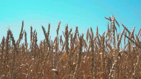 Wheat ears against the sky