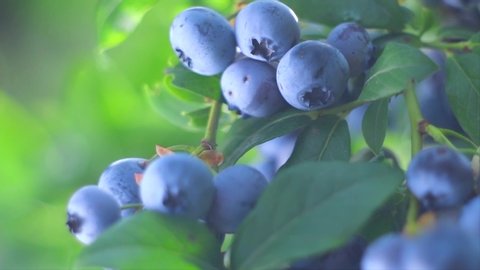 Blueberry. Fresh and ripe organic Blueberries plant growing in a garden. Diet, dieting, healthy vegan food. Bio, organic healthy food. Agriculture. Slow motion 4K UHD video