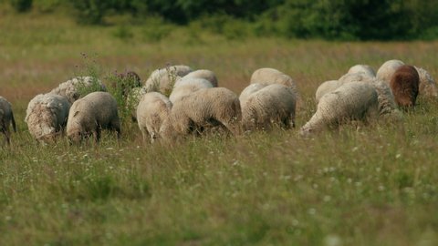 very many white, brown and gray sheep grazing on the field, a herd of ewe lowered their heads eating green grass, beautiful nature, flying little birds, Sunny summer day, Wide angle, slow motion