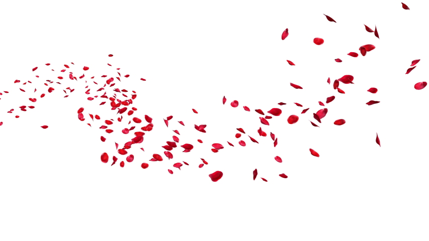 Red rose petals floating in curve flow path on white and black background,3D rendering (Alpha matte) | Shutterstock HD Video #1035694556