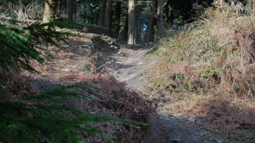 Mountain Biker Riding On Forest Track