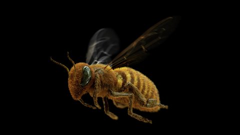Bee 360 is an amazing stock motion graphics video that shows a photorealistic honey bee flying in loop, flapping its wings in an endless loop, showing its features in all angles. 