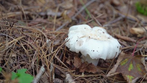 Small white chunky mushroom in pine needles on forest floor