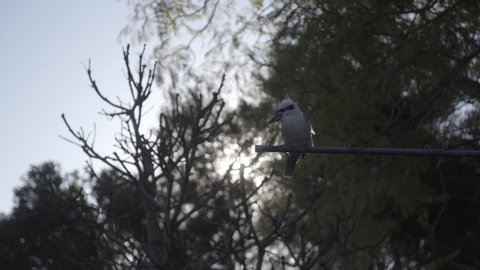 Kookaburra bird sits on washing line in bushy Australian backyard