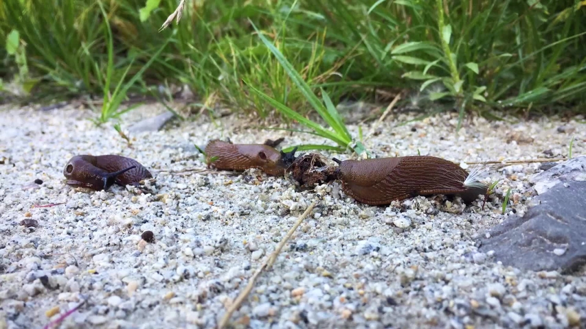 Three slugs crawling and eating.