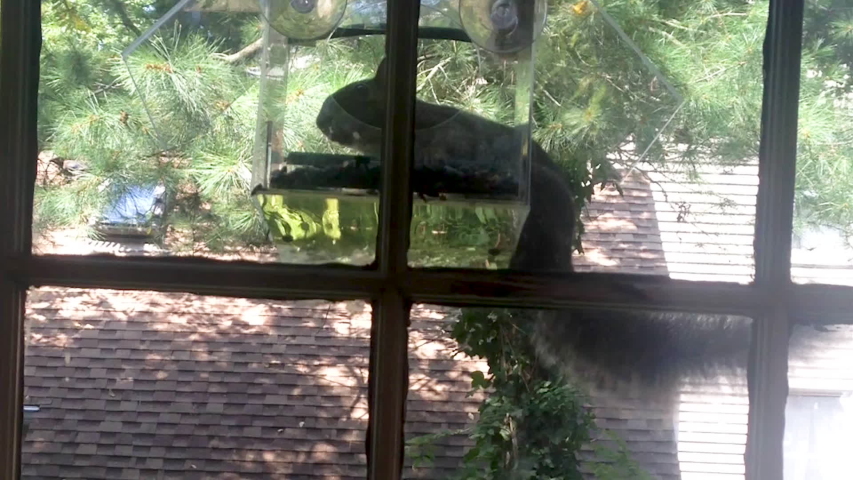 Squirrel eats bird food out of a bird feeder in a window.